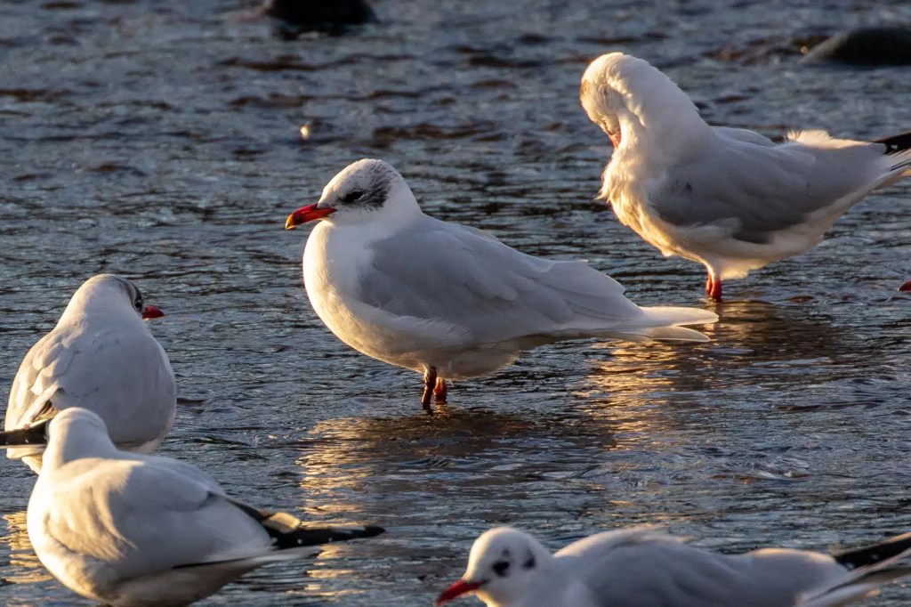 Black-headed gulls in the Esk Mouth, Musselburgh, wading in shallow water with golden sunlight reflecting.