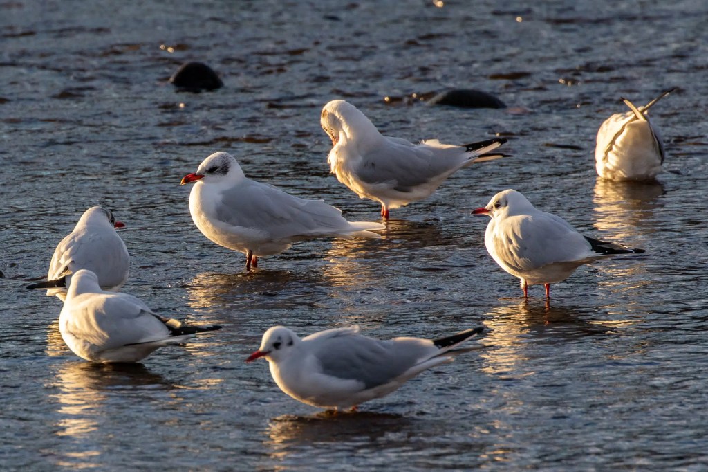 Seagulls wading in the water at Esk Mouth, Musselburgh.