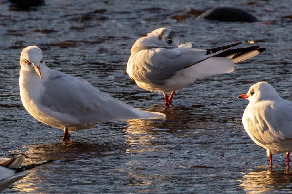 Seagulls wading in the Esk Mouth, Musselburgh, with golden light reflecting on the water.