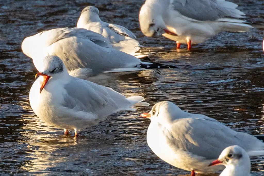 Seagulls wading in the water at Esk Mouth, Musselburgh.