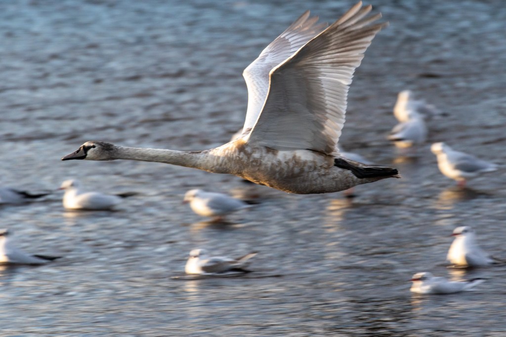 Juvenile swan in flight at Esk Mouth, Musselburgh, surrounded by gulls on the water.