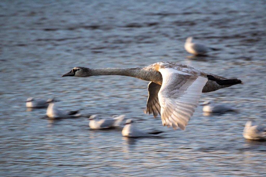 Juvenile swan flying over the Esk Mouth, Musselburgh, with seagulls in the background.