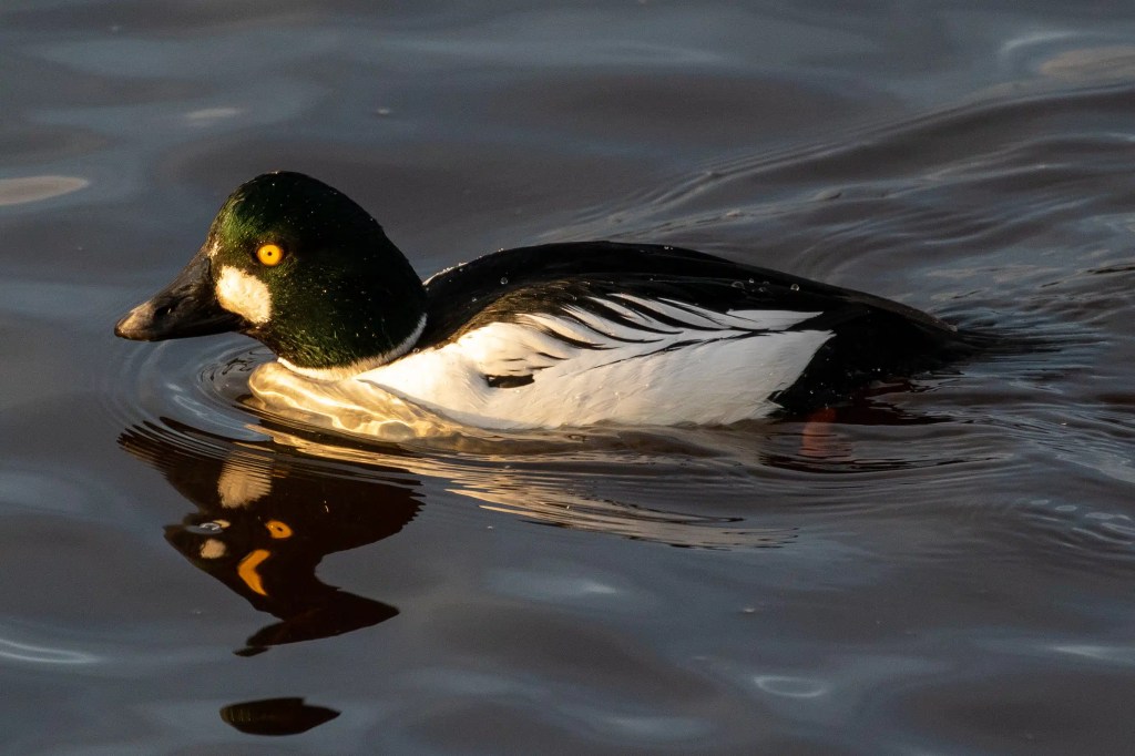 Goldeneye duck swimming in the Esk Mouth, Musselburgh, with its reflection visible in the water.