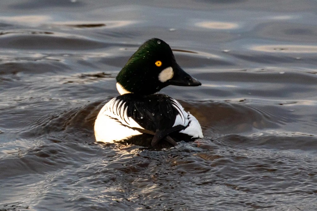 Male goldeneye duck swimming in the water at Esk Mouth, Musselburgh, with its distinctive yellow eye.