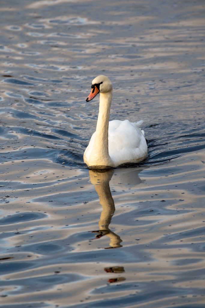 Swan swimming on the Esk Mouth, Musselburgh, with its reflection visible in the water.