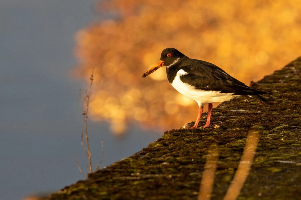 Oystercatcher bird on mossy surface at Esk Mouth, Musselburgh, with blurred sunset background.