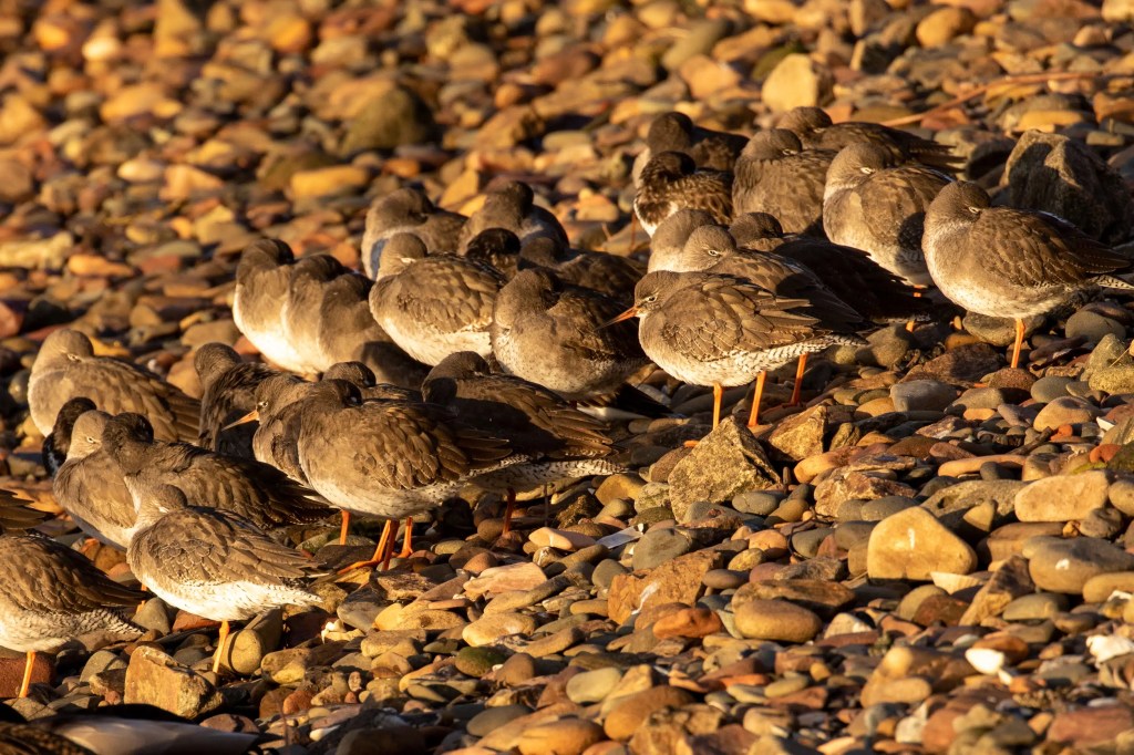 Redshank birds resting on a rocky beach at Esk Mouth, Musselburgh.