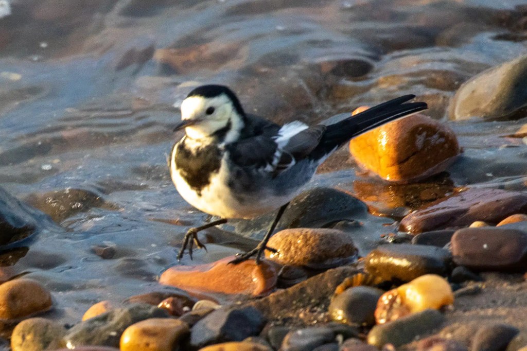 Pied wagtail wades in the water at Esk Mouth, Musselburgh, on a rocky beach.