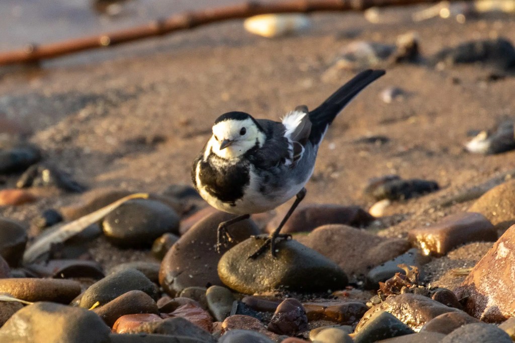 Pied wagtail perched on rocks at Esk Mouth, Musselburgh.