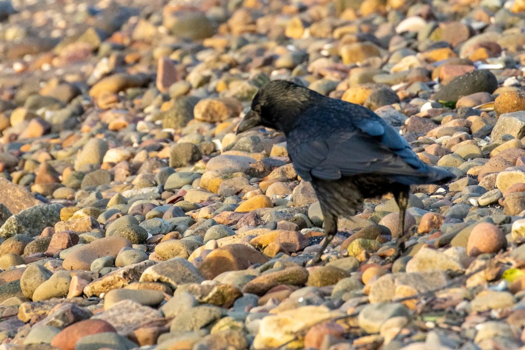 Crow foraging for food among pebbles at Esk Mouth, Musselburgh.
