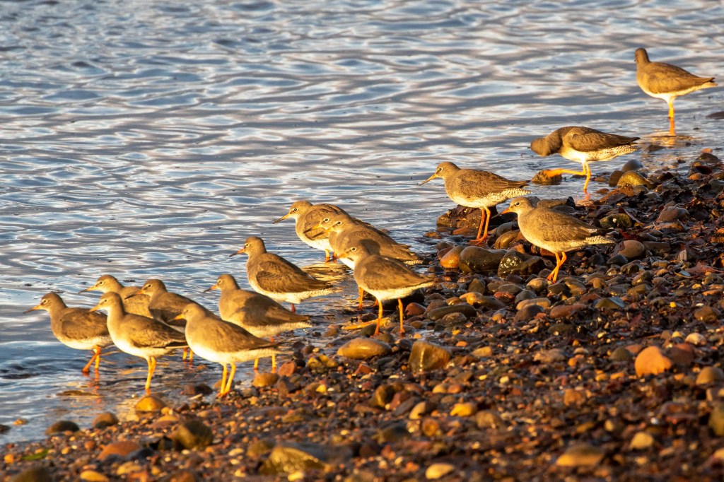 Redshank birds on the rocky shore at Esk Mouth, Musselburgh, foraging in the golden light.
