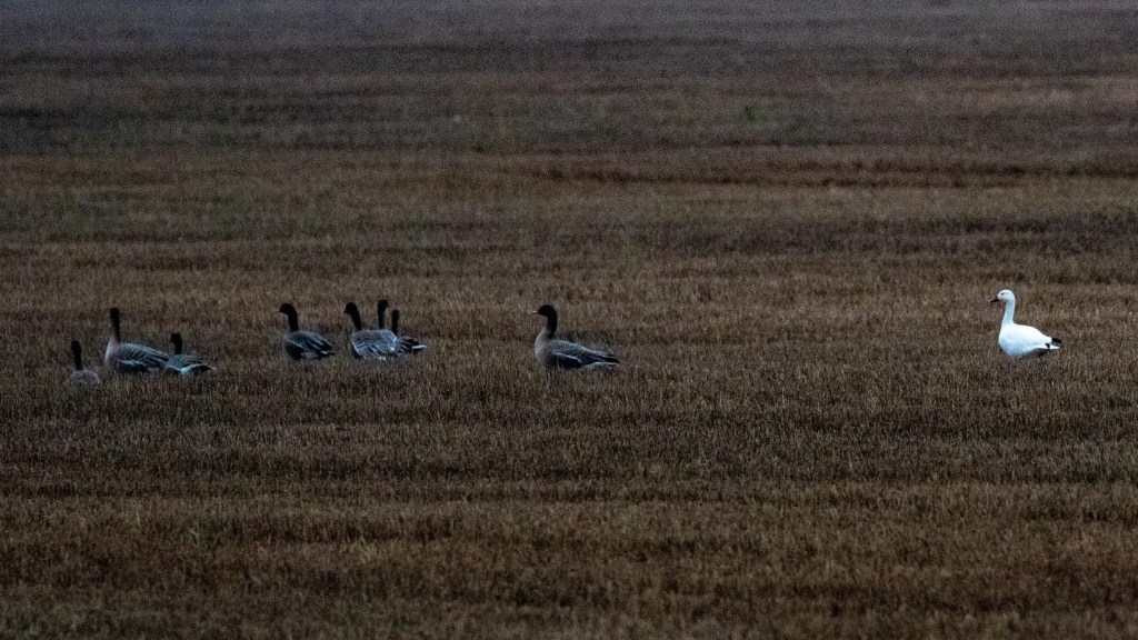 Geese flock in a field, with one white goose standing apart.