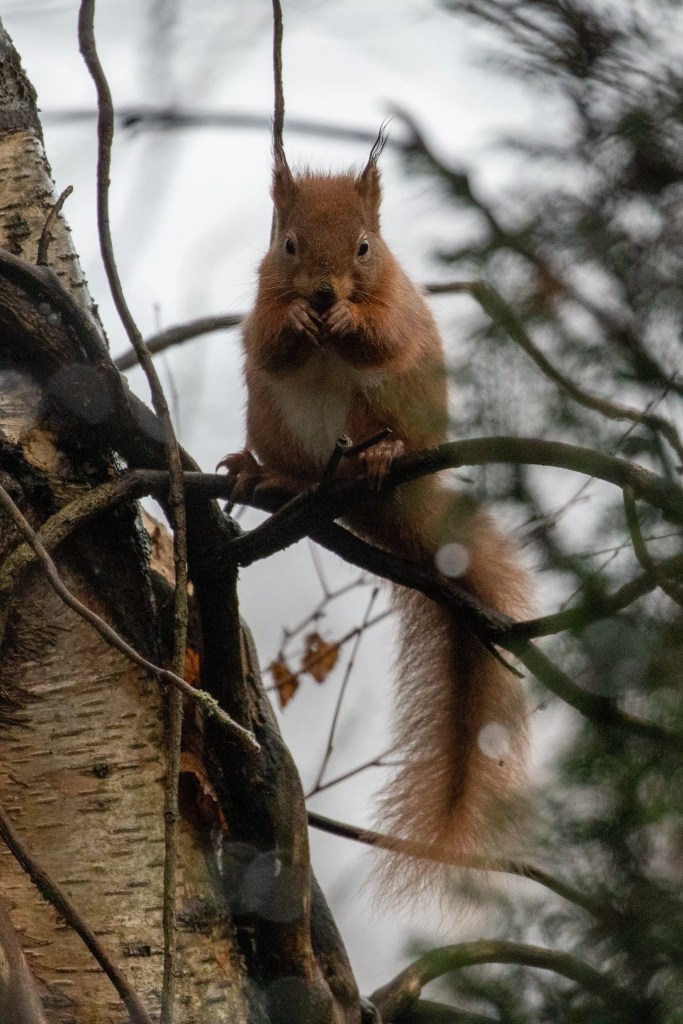 Red squirrel perched on a tree branch at RSPB Vane Farm, Loch Leven, eating.
