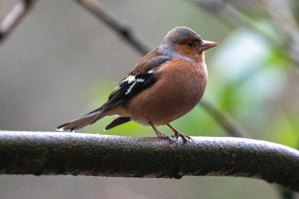Male chaffinch perched on a branch at RSPB Vane Farm, Loch Leven.