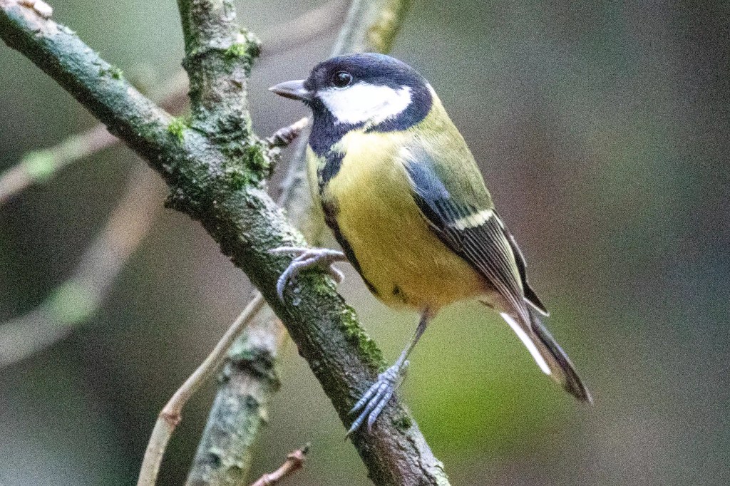 Great Tit bird perched on a mossy branch at RSPB Vane Farm, Loch Leven.