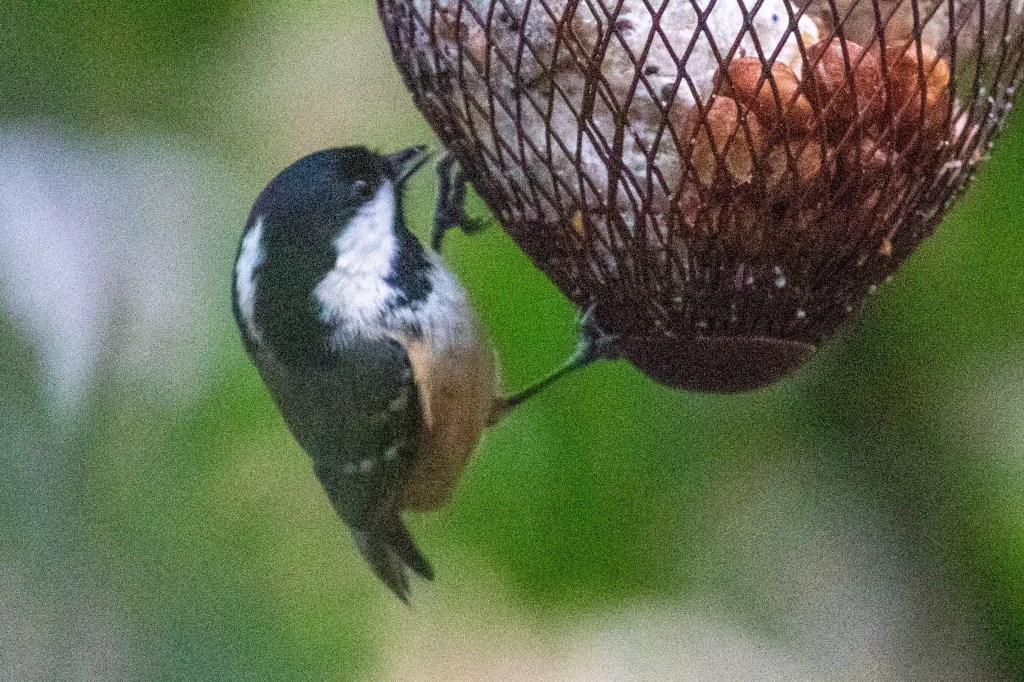Coal tit clinging to a bird feeder at RSPB Vane Farm, Loch Leven.