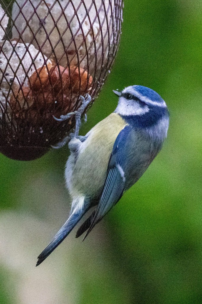 Blue tit clinging to a bird feeder at RSPB Vane Farm, Loch Leven.