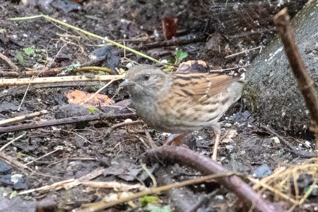 Dunnock bird foraging on the ground at RSPB Vane Farm, Loch Leven.