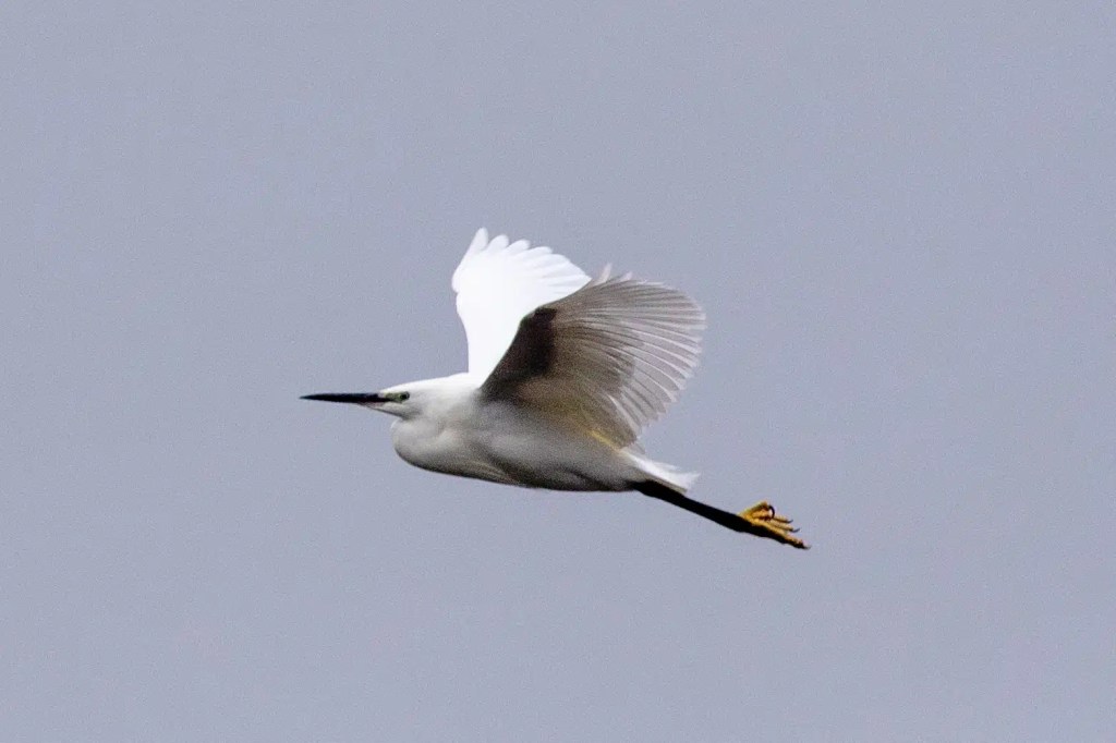 Little Egret in flight at RSPB Vane Farm, Loch Leven.