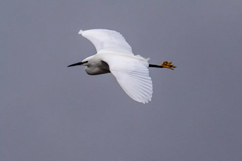 Little egret in flight at RSPB Vane Farm, Loch Leven, showing white plumage and yellow feet.