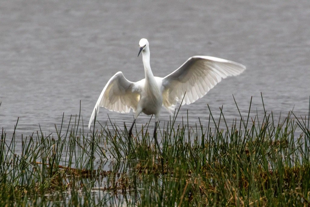 Little egret in reeds at RSPB Vane Farm, Loch Leven, spreading its wings.