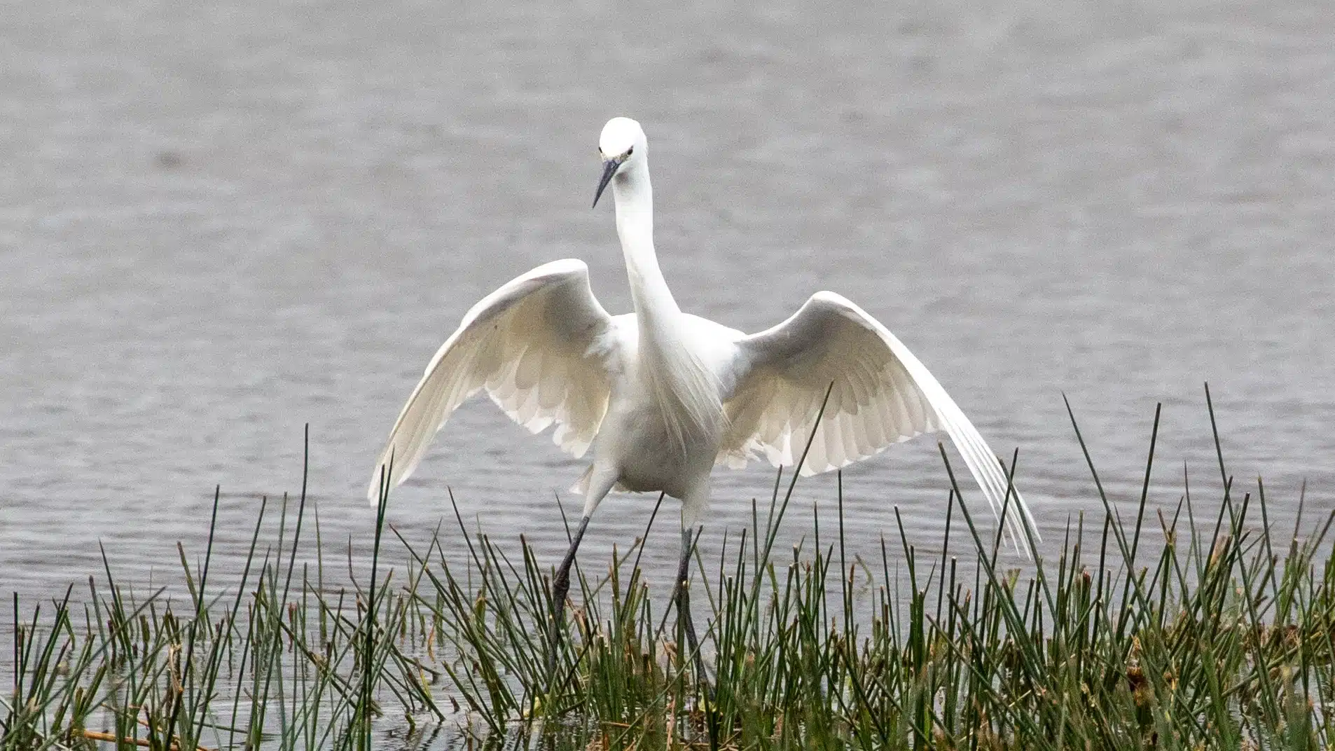 Little Egret with wings spread at RSPB Vane Farm, Loch Leven.