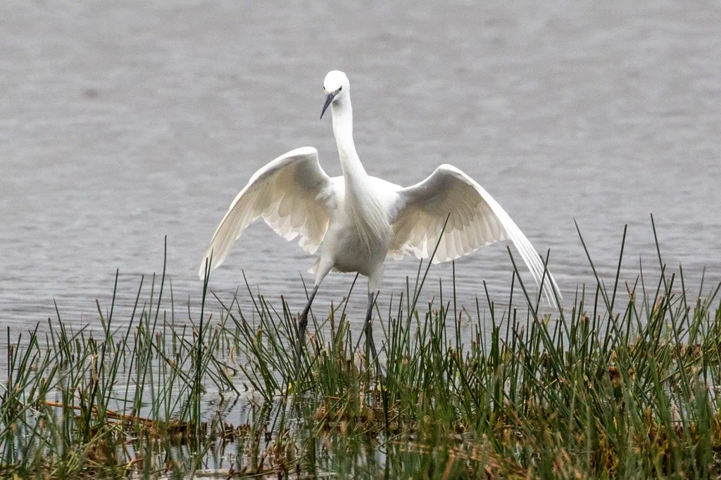 Little Egret with wings spread at RSPB Vane Farm, Loch Leven