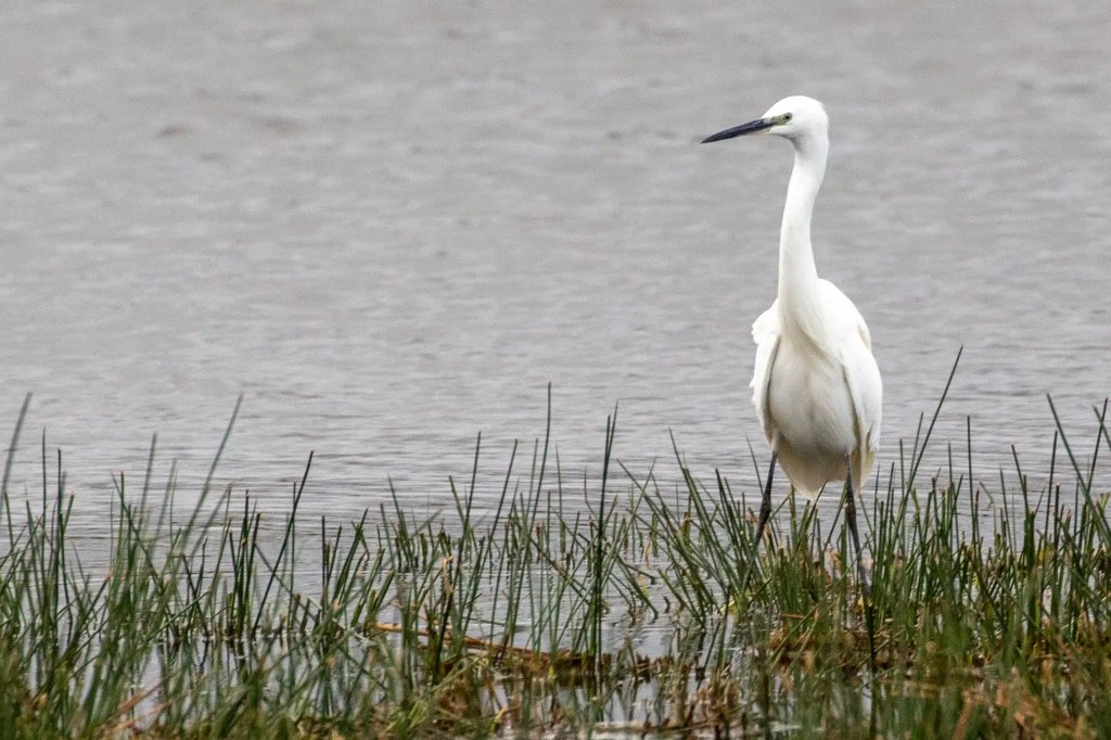 Little egret wading in reeds at RSPB Vane Farm, Loch Leven.