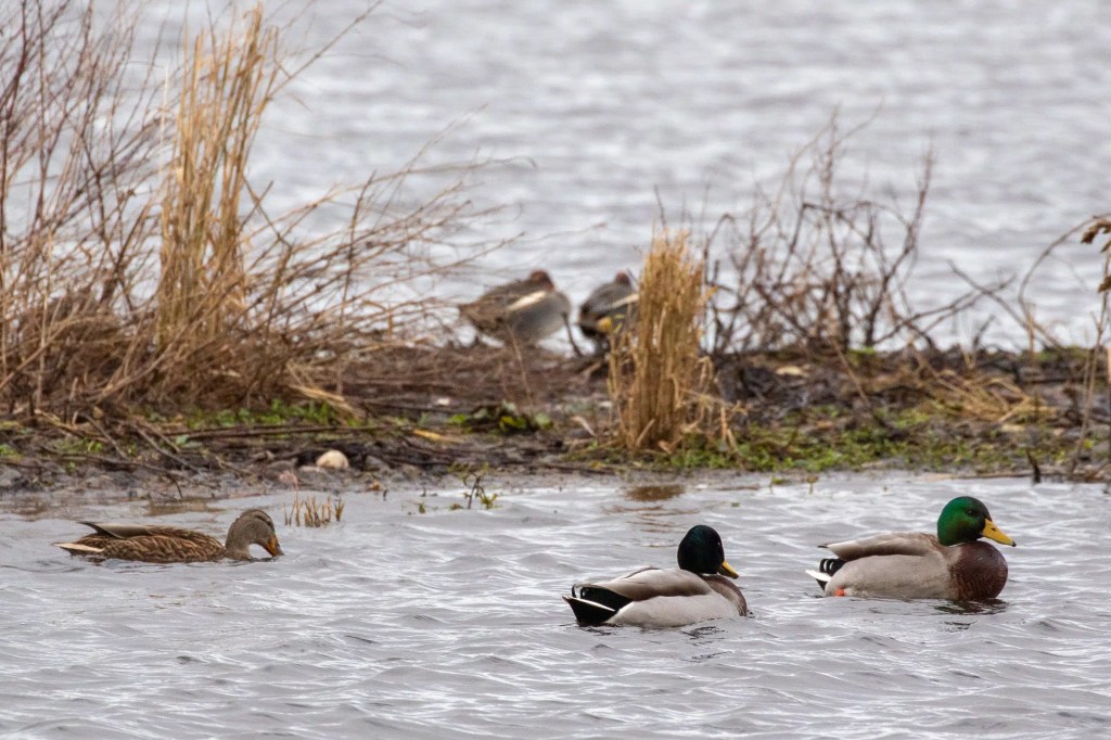 Mallard ducks swimming at RSPB Vane Farm, Loch Leven.