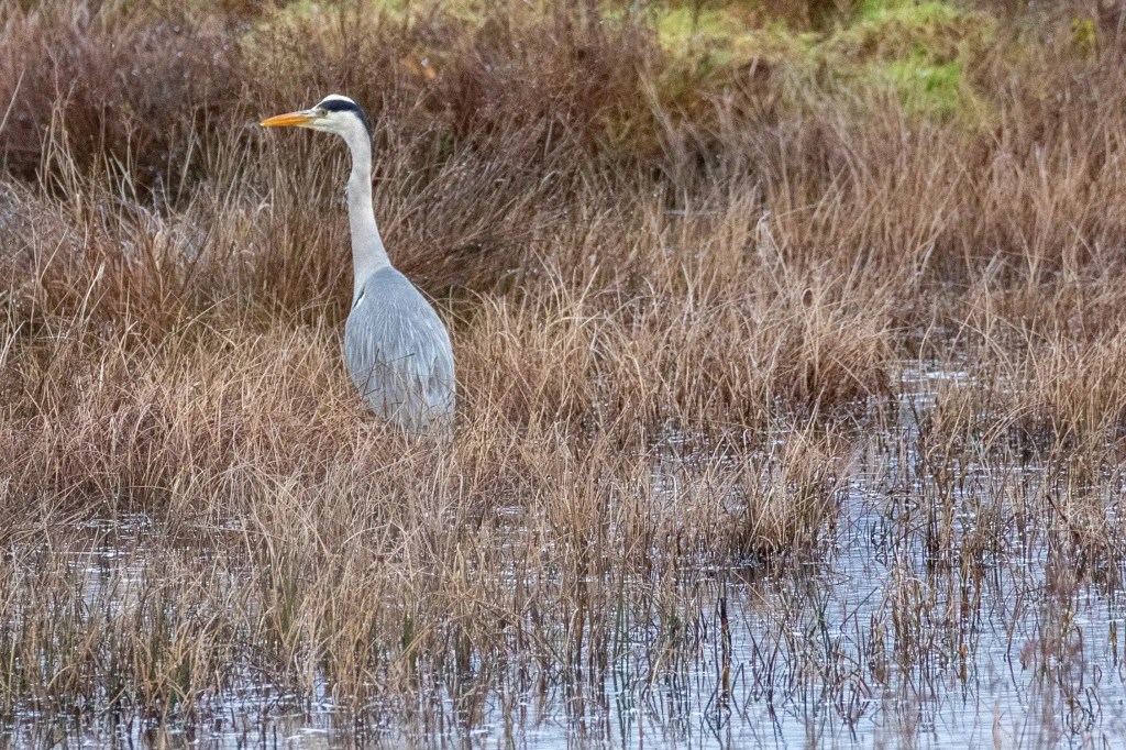 Grey heron standing in marshy reeds at RSPB Vane Farm, Loch Leven