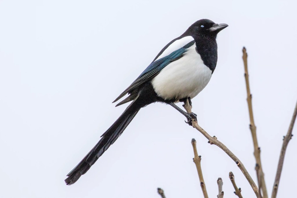 Magpie perched on a branch at RSPB Vane Farm, Loch Leven. Black and white plumage with iridescent blue wing detail.