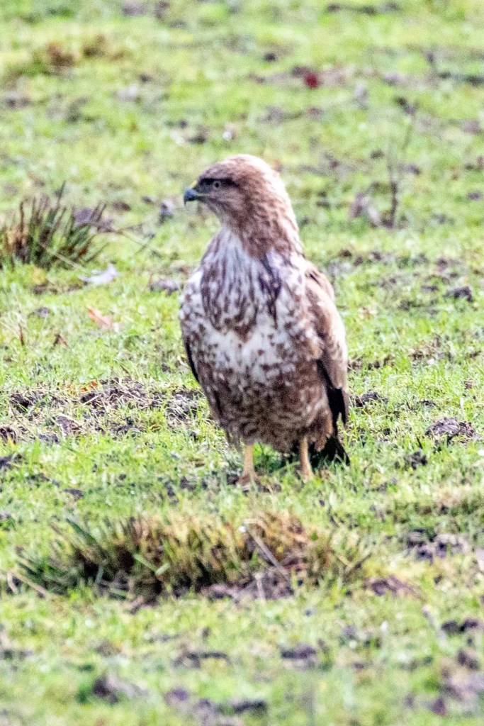 Buzzard standing in green grass, possibly at RSPB Vane Farm, Loch Leven.