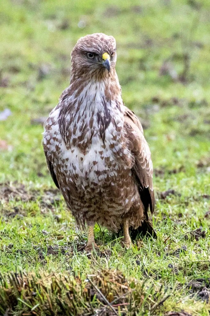 Buzzard perched on the grass at RSPB Vane Farm, Loch Leven.