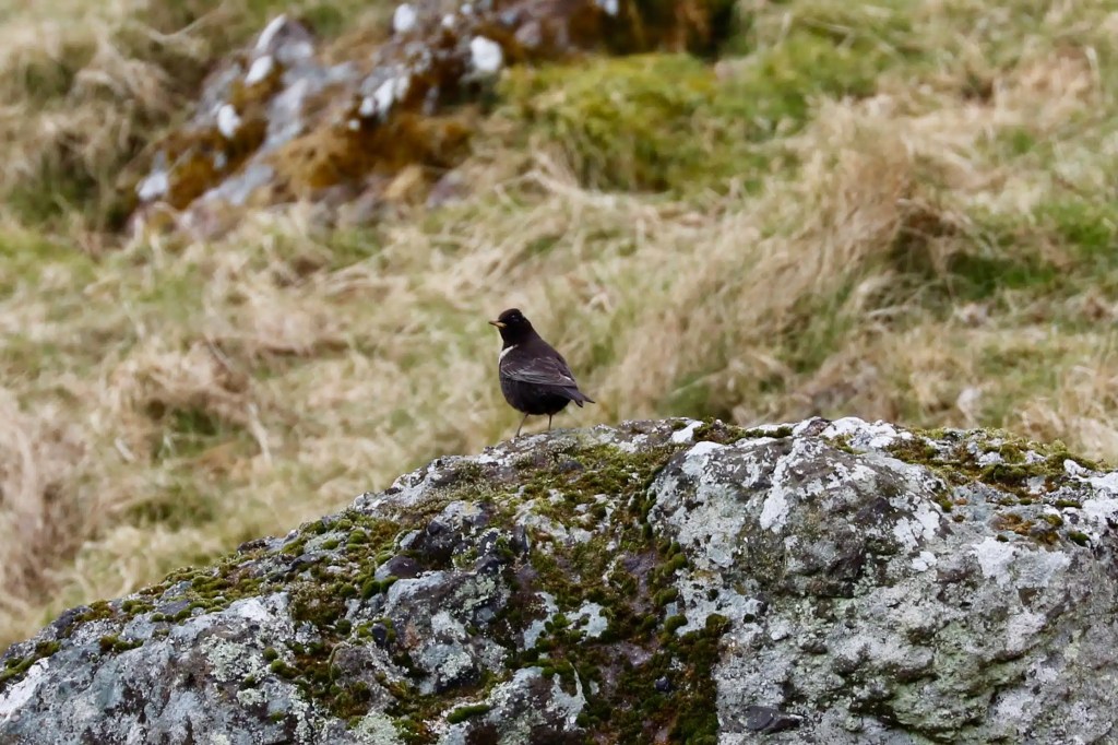 Blackbird perched on a mossy rock in a grassy field. My 2021 Year List bird sighting.