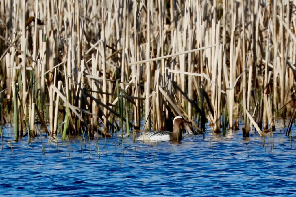 Duck swimming in blue water near reeds.