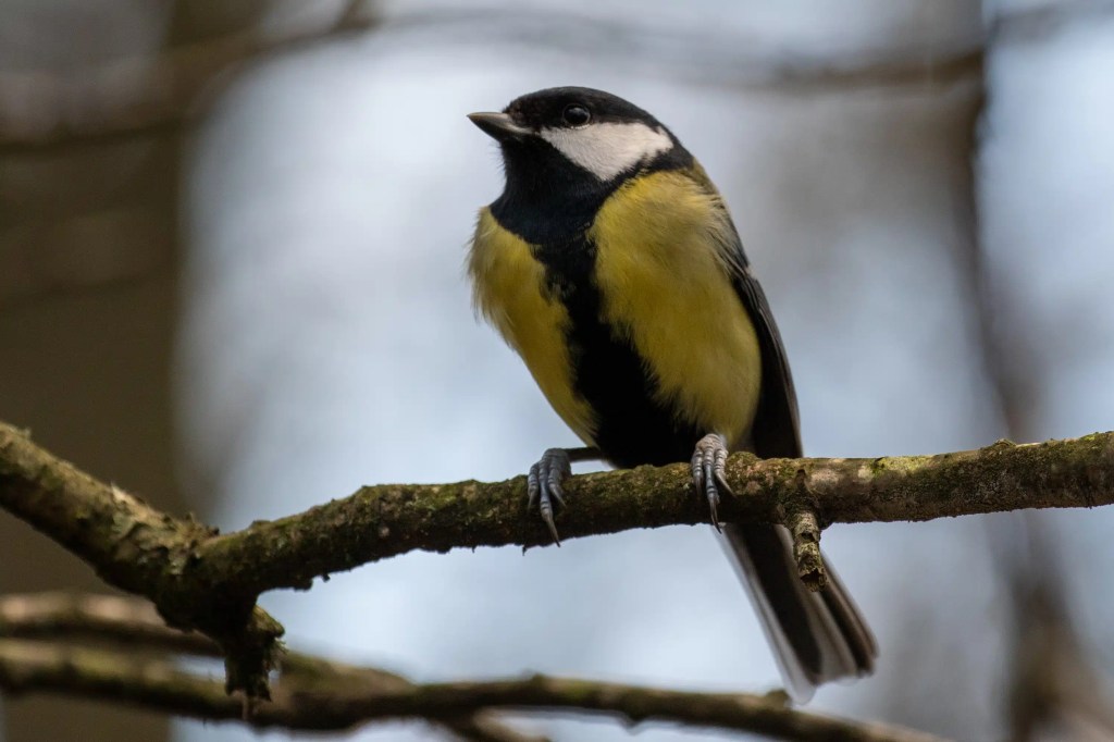 Great tit perched on a branch at Gartmorn Dam.