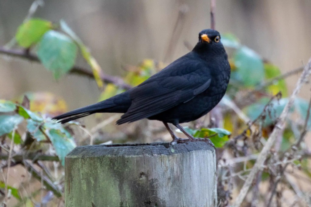 Male blackbird perched on a wooden post at Gartmorn Dam, with its distinctive yellow beak and dark plumage.