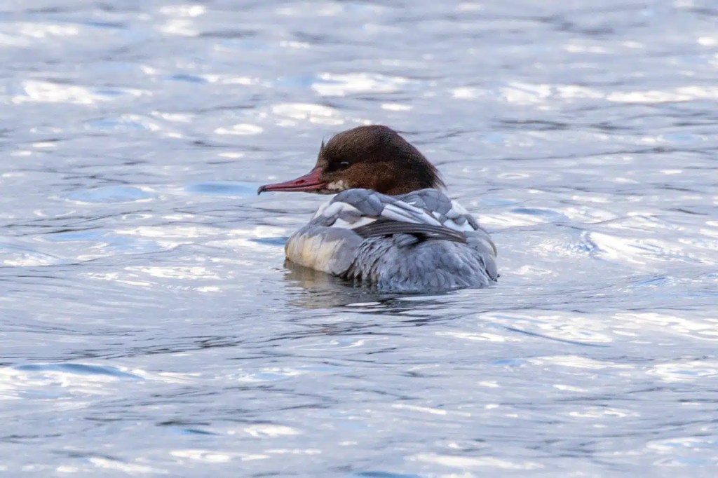 Female goosander duck swimming in Gartmorn Dam water, close-up view.