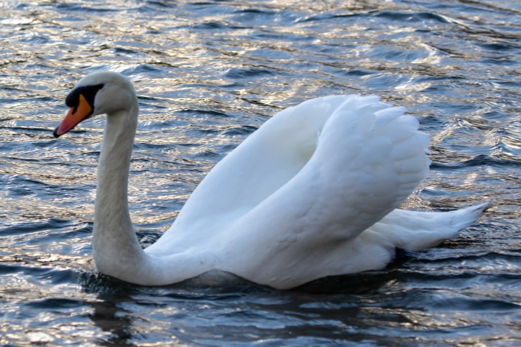 White swan swimming in Gartmorn Dam, reflecting light on the water.