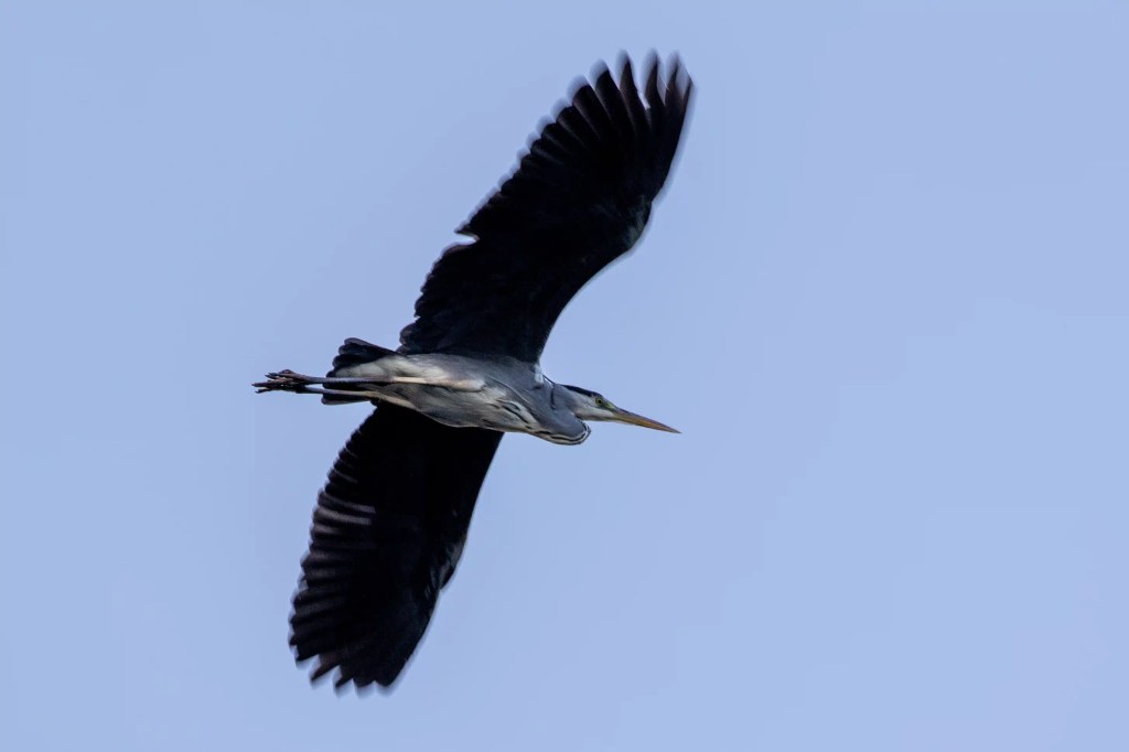 Grey heron in flight against a blue sky, seen during a walk around Gartmorn Dam.