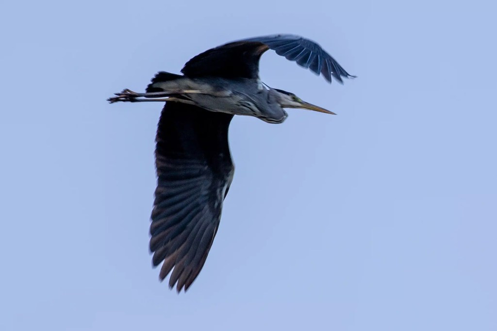 Grey heron in flight against a clear sky, seen at Gartmorn Dam.