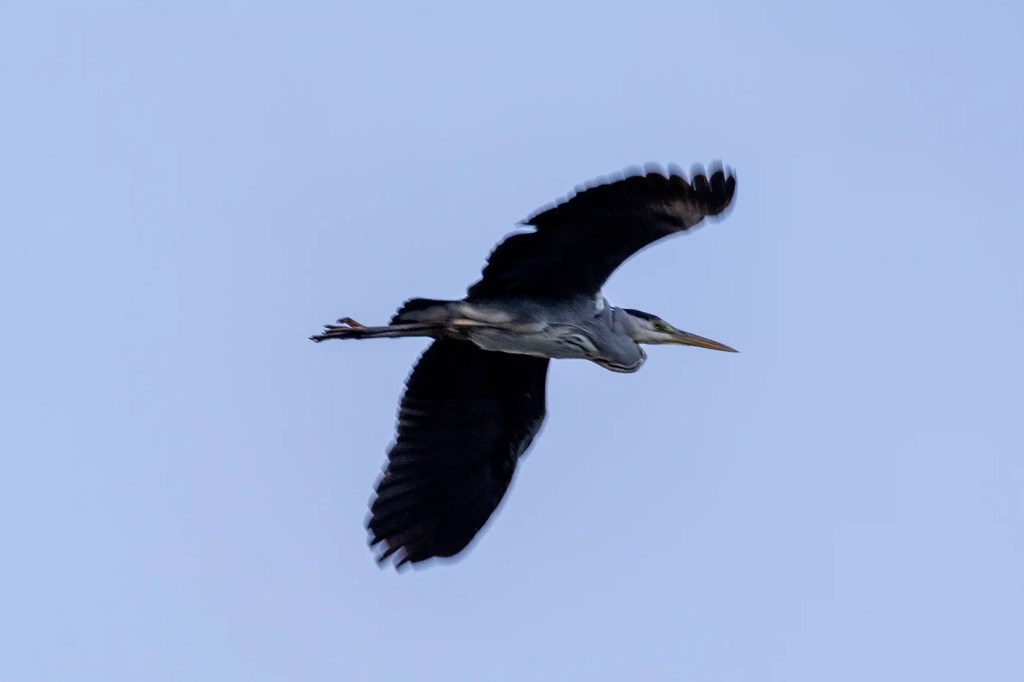 Grey heron in flight over Gartmorn Dam.
