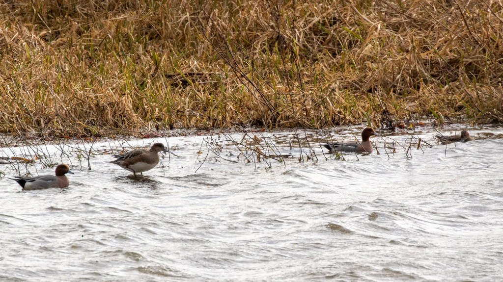 Wigeons swimming in Gartmorn Dam, with brown grass in the background.