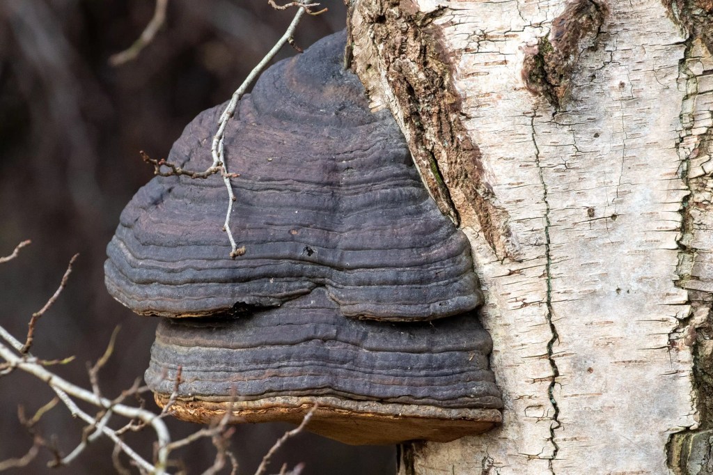 Tinder fungus on a birch tree at Gartmorn Dam.
