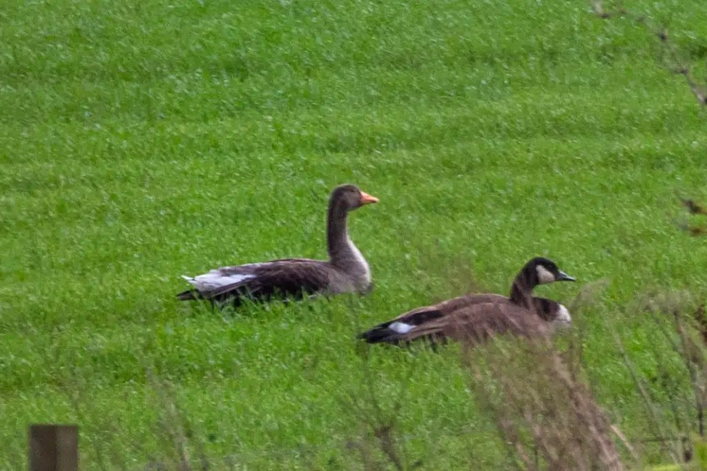 Greylag goose and Canada goose resting in the green grass near Gartmorn Dam.