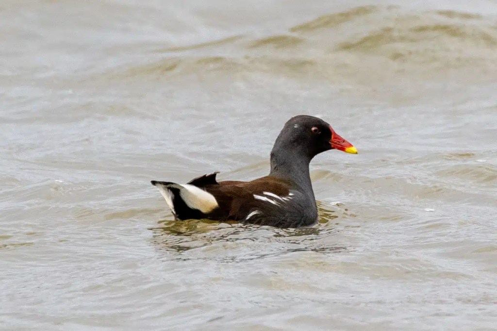 Moorhen swimming in Gartmorn Dam's water. Bird with dark gray plumage, red and yellow beak, and white markings.