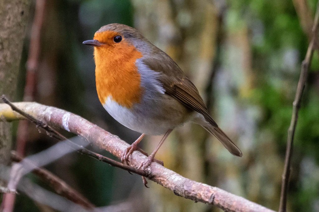 Robin perched on a branch at Gartmorn Dam. The bird has a distinctive orange breast and grey feathers.