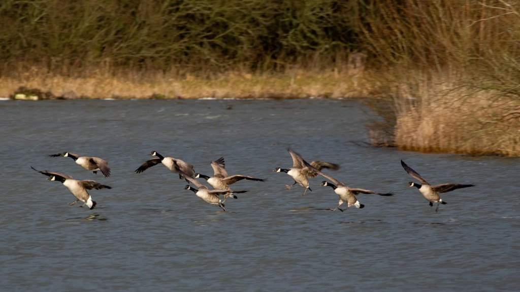 Canada geese taking flight from the water at Gartmorn Dam.