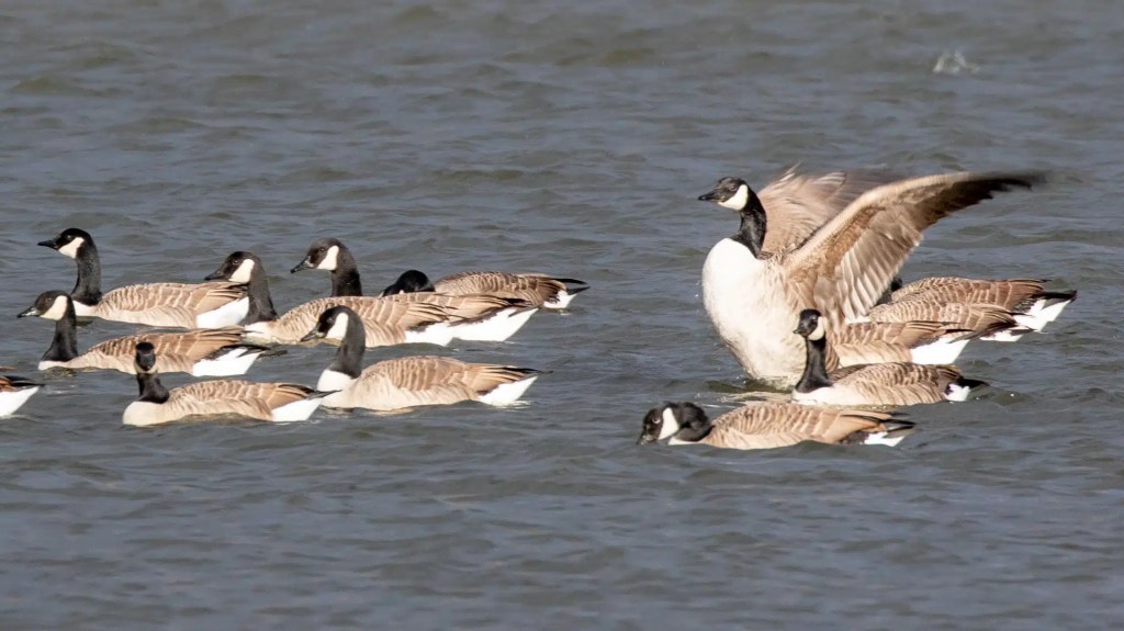 Canada geese swimming in Gartmorn Dam, one flapping its wings.