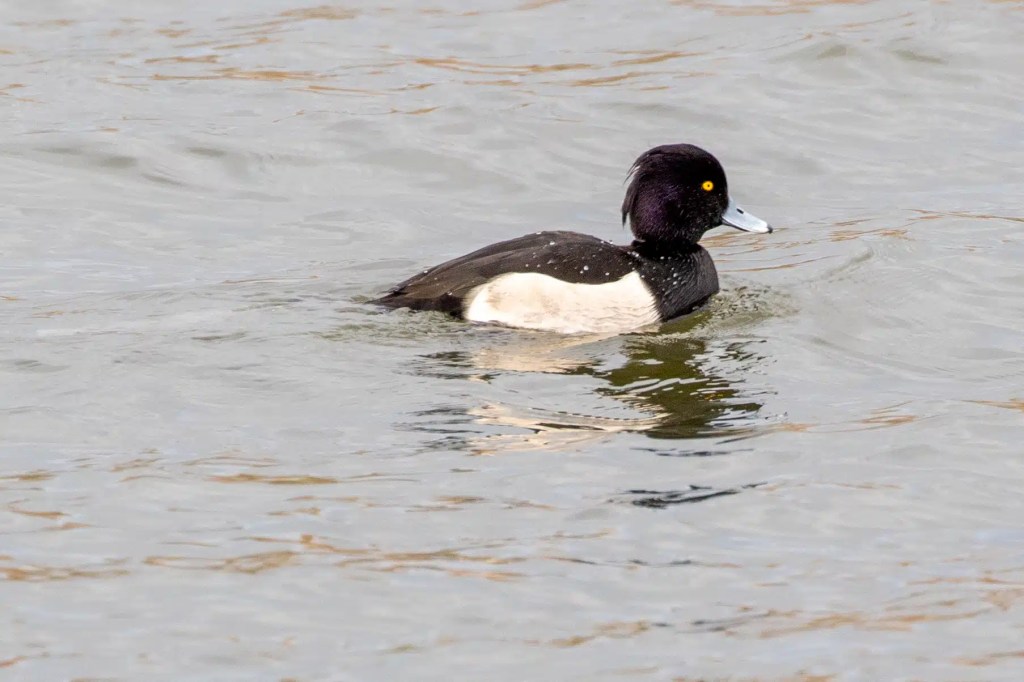 Tufted duck swimming in Gartmorn Dam, with black head and white flanks.